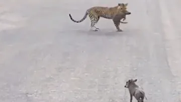 Greedy leopard loses prey twice for over-smartness; watch 
