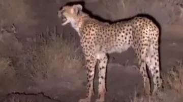 Distress call of Cheetah while searching for its dead sibling is heart-wrenching; watch
