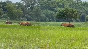 Royal Bengal Tiger takes a stroll while farmer is busy ploughing field; watch