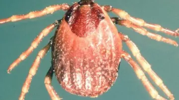 tick-borne ‘deadly virus’ 
