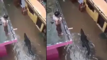 Huge Crocodile spotted on waterlogged streets; watch