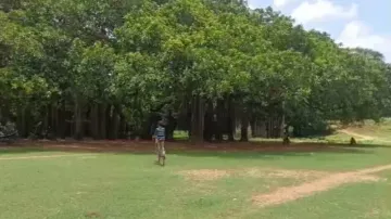 Great Banyan Tree In Bhadrak