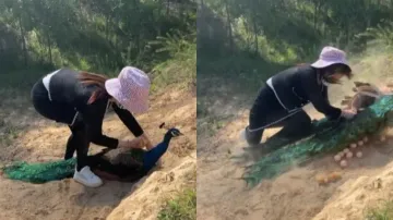 Woman attempts to steal peacock’s eggs, suffers instant karma – Watch