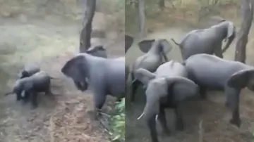 Lions attack elephant calves, watch how herd of jumbos protects them