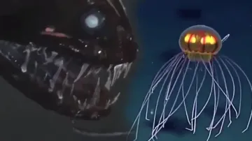 Mariana Trench, the deepest point of earth is home to some amazing creatures; watch secrets of ocean