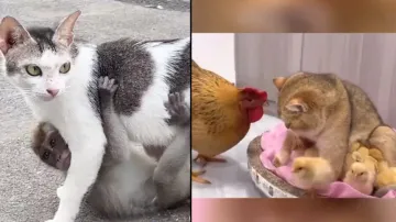Unusual friendship: Cats foster lost baby monkey & chicks! Watch heart-warming videos