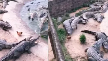 Chicken outsmarts bask of crocodiles, leaves them high and dry; watch