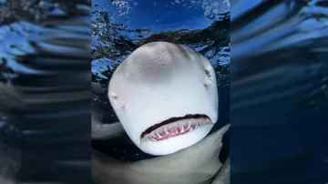 ‘Shark’ guards beach, prevents humans from entering sea in prohibited area; watch