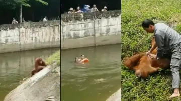 Zoo keeper jumps to save drowning Orangutan in enclosure; watch