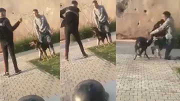 Youth harshly hits dog with twig, suffers instant karma; watch