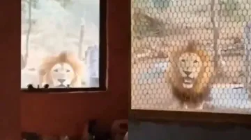 Man wakes to find lion peeping through his window; watch