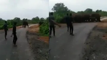 Youths annoy herd of elephants, netizens irked over irresponsible act; watch