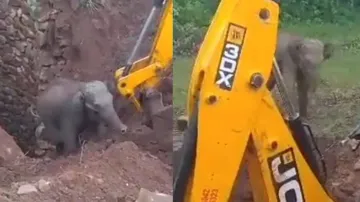 Elephant expresses gratitude after getting rescued from well; watch