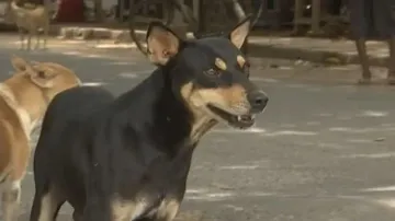 Stray dog attacks on the rise in Twin City, situation 'alarming'