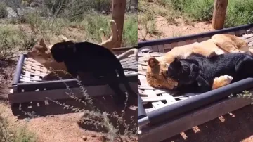 Black Panther befriends lioness, rare love will win your hearts, watch