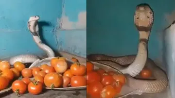 Aggressive Cobra guarding tomatoes! Video goes viral; watch