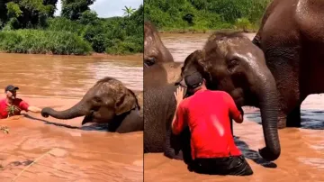 Elephant walks back into middle of river to bring caretaker to safety; watch adorable video