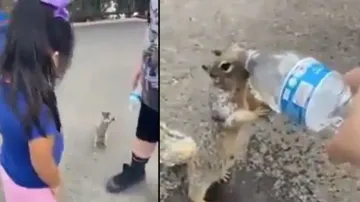 Thirsty squirrel asks for water from tourists, moment will melt your hearts; watch