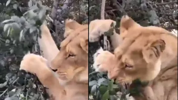 Lion spotted munching leaves, video triggers hilarious comments from netizens; watch