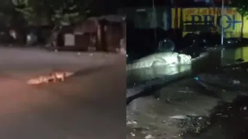 Crocodiles spotted on roads near residential areas; watch