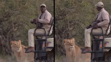 Lion walks near man clicking pictures in wild, watch what happens next
