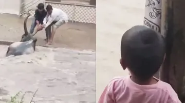 Power of unity: Youths join hands to rescue cow from flood; watch heart-winning reaction of kid
