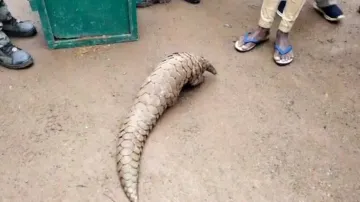 Pangolin Rescued By Forest Department