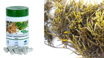 CMFRI develops antiviral product from seaweeds against delta variant of Covid