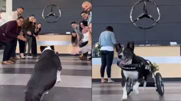 Mercedes Benz customises wheelchair for disabled dog; watch happy face of canine