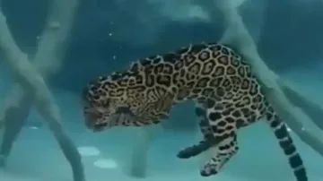 Jaguar’s underwater hunting skills will leave you surprised; watch