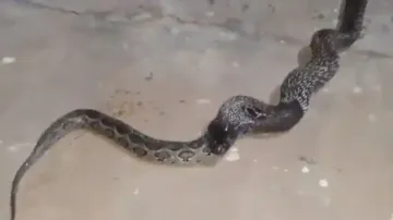Cobra devours python! Incident caught on cam, video goes viral; watch