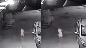 Cat dancing exactly like human on street captured on CCTV! Is it real? Watch