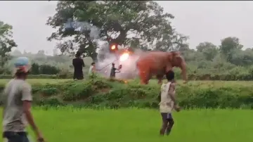 Fire torches thrown to drive away elephant herd in Mayurbhanj