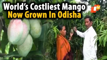 Farmer In Odisha’s Kalahandi Grows World’s Costliest Mango 