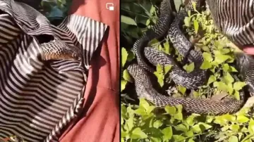 Terrifying! Snake creeps inside shirt of man resting under tree, watch