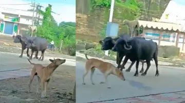 Dog ‘recreates’ Ajay Devgn’s iconic stunt from Phool Aur Kaante; watch