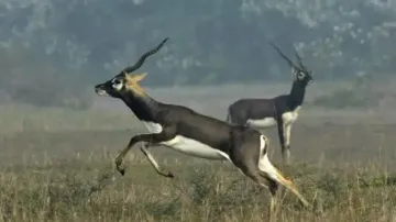 Ganjam turns haven for blackbucks
