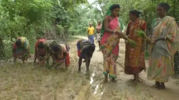 Mayurbhanj villagers plant paddy saplings on slushy road protesting govt apathy