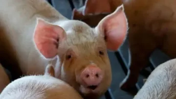 Swine flu strain passed from humans to swine 400x since 2009: Study