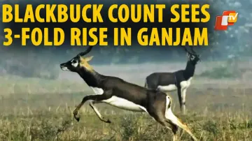 World Nature Conservation Day,  Blackbucks, Ganjam 