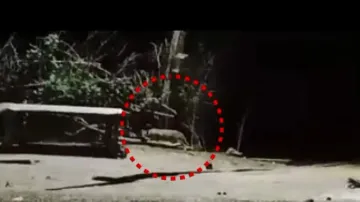 Leopard on prowl! Villagers in Odisha’s Gajapati spend sleepless nights 