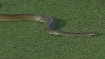 Snake invades field during cricket match; watch