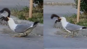Seagull gobbles down whole squirrel in chilling video