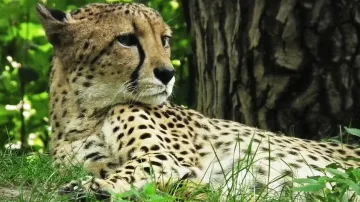 Asiatic Cheetah