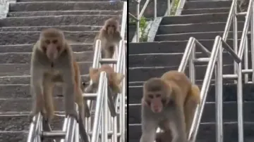 Life is too short! Playful monkeys channel inner child while sliding on railings; watch
