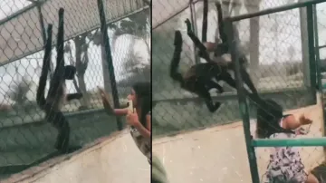 Spider Monkeys settle score with annoying girl; watch