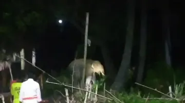 Villagers living in constant fear of tusker in Odisha’s Dhenkanal