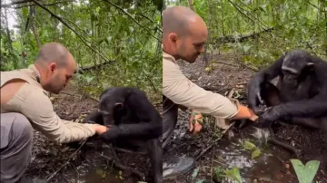 Chimp drinks water seeking help of man in wild, later washes hands; watch heart-warming gesture
