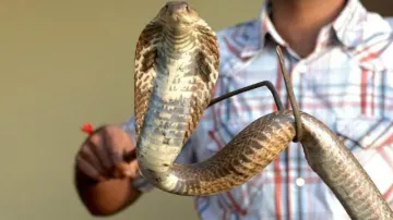 Odisha govt issues guidelines for rescue and release of snakes
