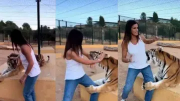 Woman Petting Tiger Goes Wrong 